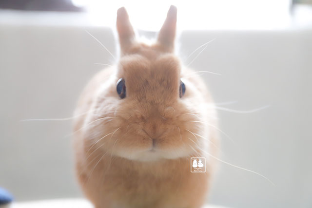 たわしちゃん　経過報告④
