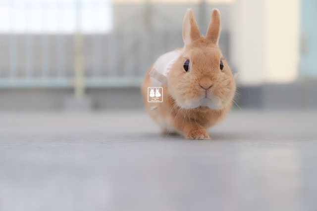 たわしちゃん　経過報告③